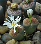 Lithops karasmontana subsp. karasmontana