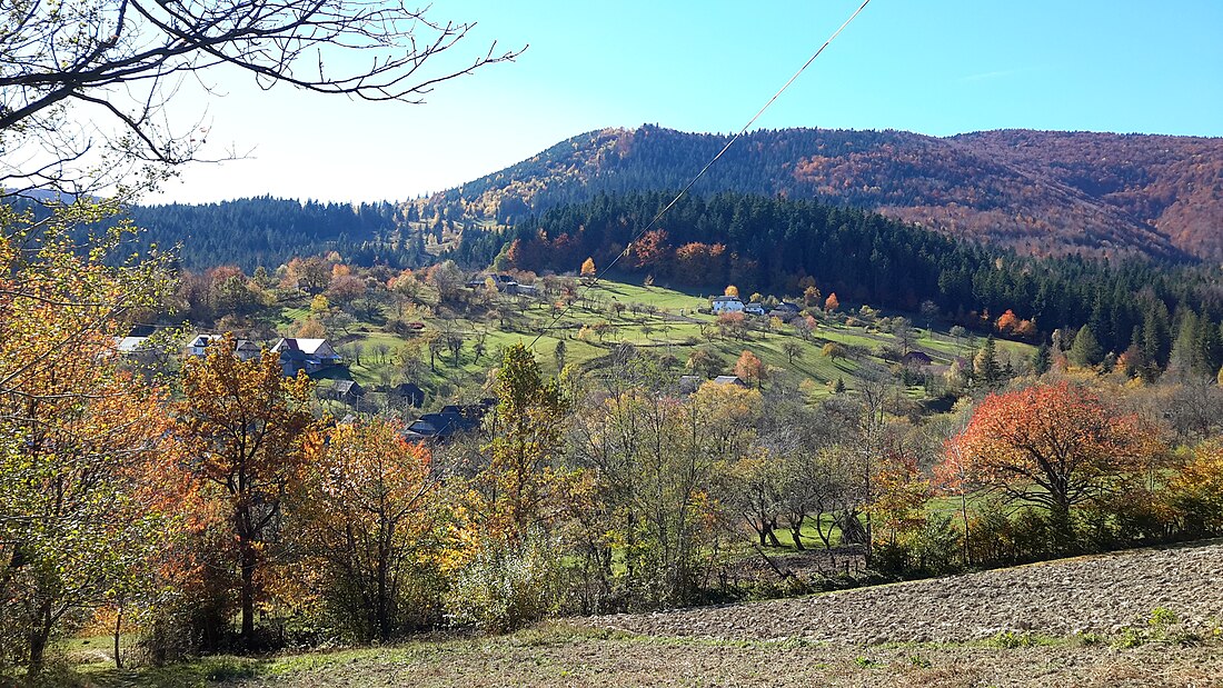 Liucikî, Cosău