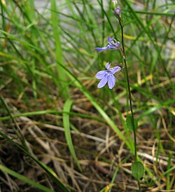 Lobelia gattingeri.jpg