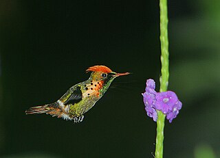 <span class="mw-page-title-main">Tufted coquette</span> Species of bird