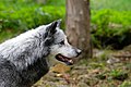 * Nomination Loup du Canada au parc animalier de Sainte-Croix. --Musicaline 11:11, 19 September 2021 (UTC) * Promotion  Support Good quality. --Tournasol7 12:53, 19 September 2021 (UTC)