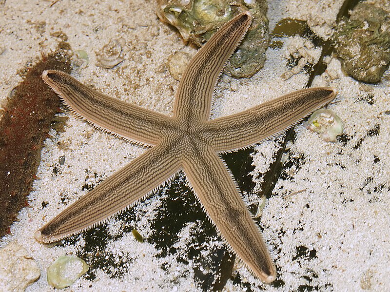 Luidia maculata - Eight-armed Sea Star - Taxo4254 - Wiki.nus