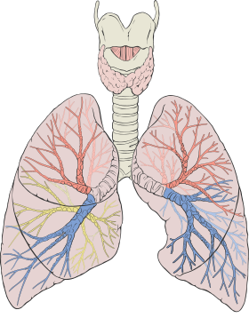 Lungs diagram detailed.svg