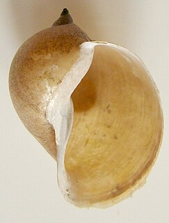 Radix (gastropod)