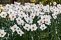 * Nomination Daffodils in Sentmaring park, Münster, North Rhine-Westfalia, Germany --XRay 05:04, 17 April 2016 (UTC) * Promotion  Support Good quality.--Agnes Monkelbaan 05:40, 17 April 2016 (UTC)