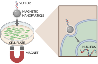 The process of magnetofection. Magnet concentrates nanoparticles with gene vectors to cells for transfection. Magnetofection with labels.png