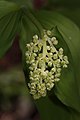 Maianthemum racemosum