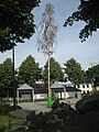 Берёза, как Майское дерево в Кёльне. 5.05.2011