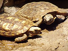 Malacochersus tornierin 2-Buffalo Zoo.JPG