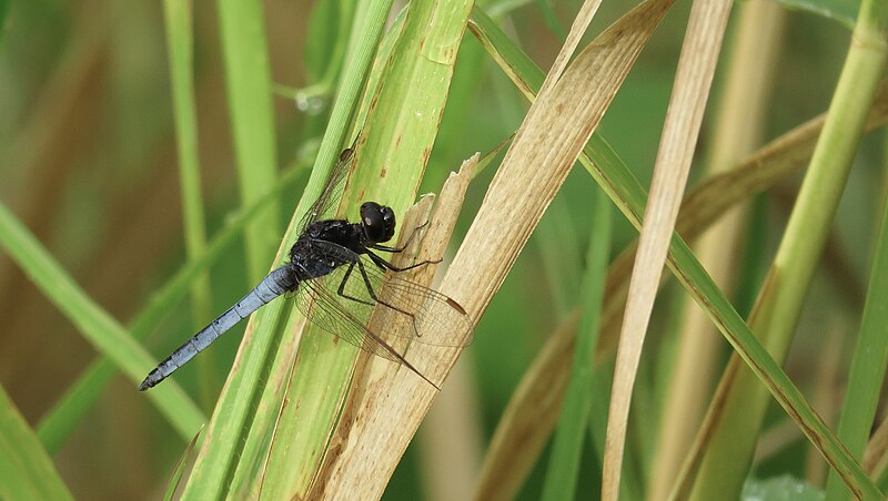 File:Male Black-headed Skimmer (17087584390).jpg