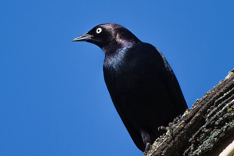 File:Male Brewer's Blackbird (euphagus cyanocephalus) (8157027688).jpg