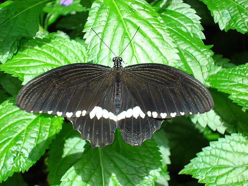 File:Male Common Mormon butterfly at the Niagara Parks Butterfly Conservatory, 2010 B.jpg