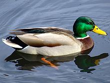 Mallard duck swimming in a lake