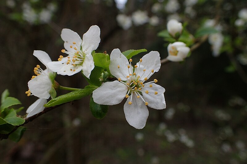 File:Malus sylvestris kz02.jpg