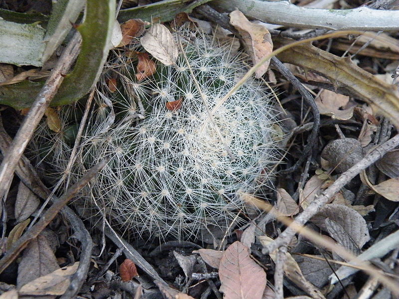 File:Mammillaria candida (5710112692).jpg