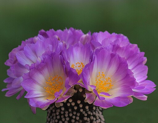 Mammillaria luethyi (8893342799)