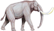 Thumbnail for File:Mammuthus trogontherii122DB.png