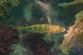 * Nomination Ballan wrasse (Labrus bergylta), Arrábida Natural Park, Portugal --Poco a poco 11:18, 24 August 2022 (UTC) * Promotion  Support Good quality -- Johann Jaritz 04:49, 28 August 2022 (UTC)