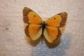 Beskrivelse av McGeorge Colias eurytheme.JPG-bilde.