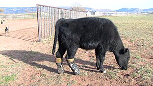 Meadow at her home on Twin Willows Ranch Meadow (2).JPG