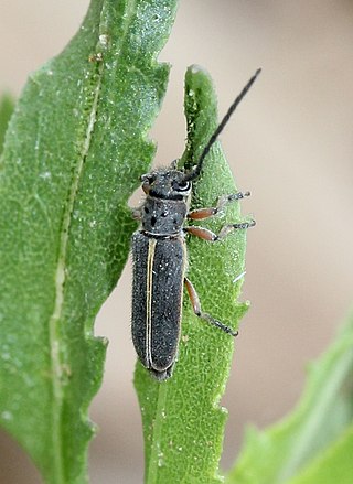 <i>Mecas pergrata</i> Species of beetle