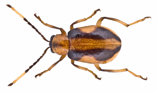 <i>Medythia suturalis</i> Species of beetle