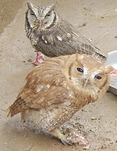Rufous- and grey-morph individuals of the tropical screech owl (Megascops choliba) Megascops choliba-0.jpg