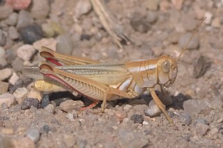 <i>Melanoplus angustipennis</i> Species of grasshopper