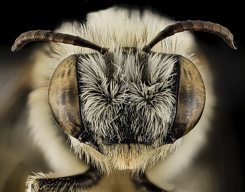 Какая голова пчел. Насекомые крупным планом. Глаза пчелы. Макросъемка глаза пчелы. Пчела Макросъемка.
