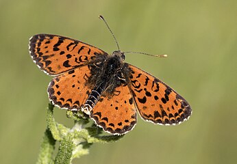 Melitaea didyma