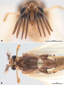 paraziti himenoptera paraziti onchocerca