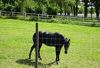 En av gårdens hästar.