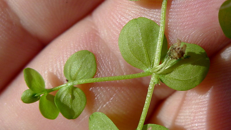 File:Micranthemum umbrosum (J.F. Gmel.) S.F. Blake (9717812622).jpg