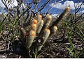 Micranthocereus flaviflorus