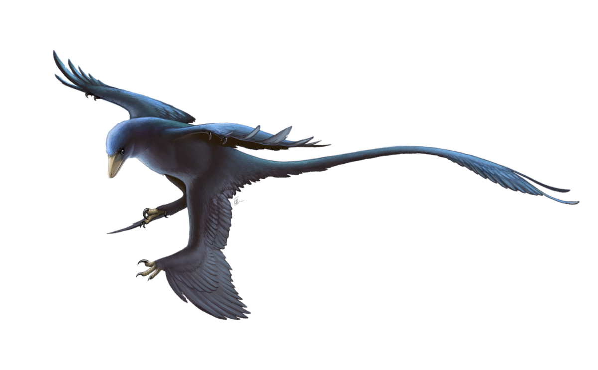 Microraptor Restoration.png