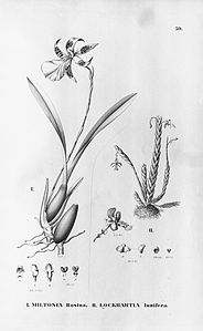 plate 59 Miltonia × rosina (Miltonia cuneata × Miltonia spectabilis), Lockhartia lunifera