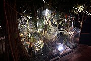 Tropical Rain Forest diorama