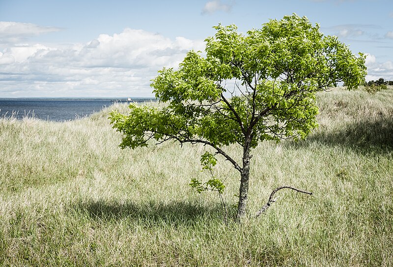 File:Minnesota Point, Duluth (35392321285).jpg