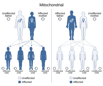 Mitochondrial inheritance patterns Mitochondrial inheritance.svg