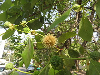 <i>Mitragyna parvifolia</i> Species of tree