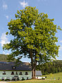 * Nomination Tilia platyphyllos next to Bodenbauerweg 1, Mitterbach, Lower Austria --Uoaei1 04:52, 20 July 2015 (UTC) * Promotion Good quality. --Johann Jaritz 05:24, 20 July 2015 (UTC)