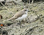 Mongolian Plover (Charadrius mongolus) 3.jpg