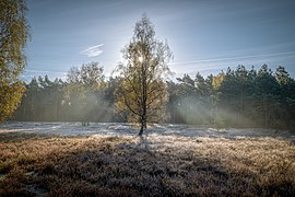 Moosheide im herbstlichen Morgenlicht (1)