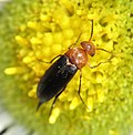 Miniatura para Mordellistena cervicalis