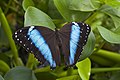 * Nomination Morpho peleides, Munich Botanic Garden, Germany --Poco a poco 18:38, 9 April 2013 (UTC) * Withdrawn  Comment Really nice photo, bul lack of sharpness.. Can you correct it? --Nino Verde 12:36, 15 April 2013 (UTC) You are right, not sharp enough, I take it back, cannot fix that Poco a poco 19:14, 15 April 2013 (UTC)