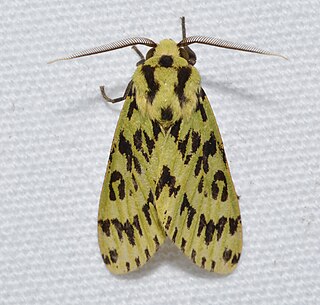 <i>Symphlebia muscosa</i> Species of moth