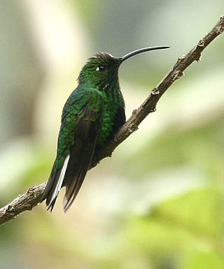 <span class="mw-page-title-main">Mountain velvetbreast</span> Species of hummingbird