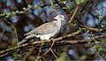 Mourning Collared Dove (Streptopelia decipiens) (44730546270).jpg