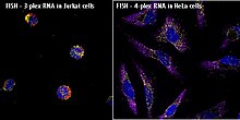 Multiplex RNA visualization in cells using ViewRNA FISH Assays Multiplex ViewRNA FISH Assay in Jurkat and HeLa cells.jpg