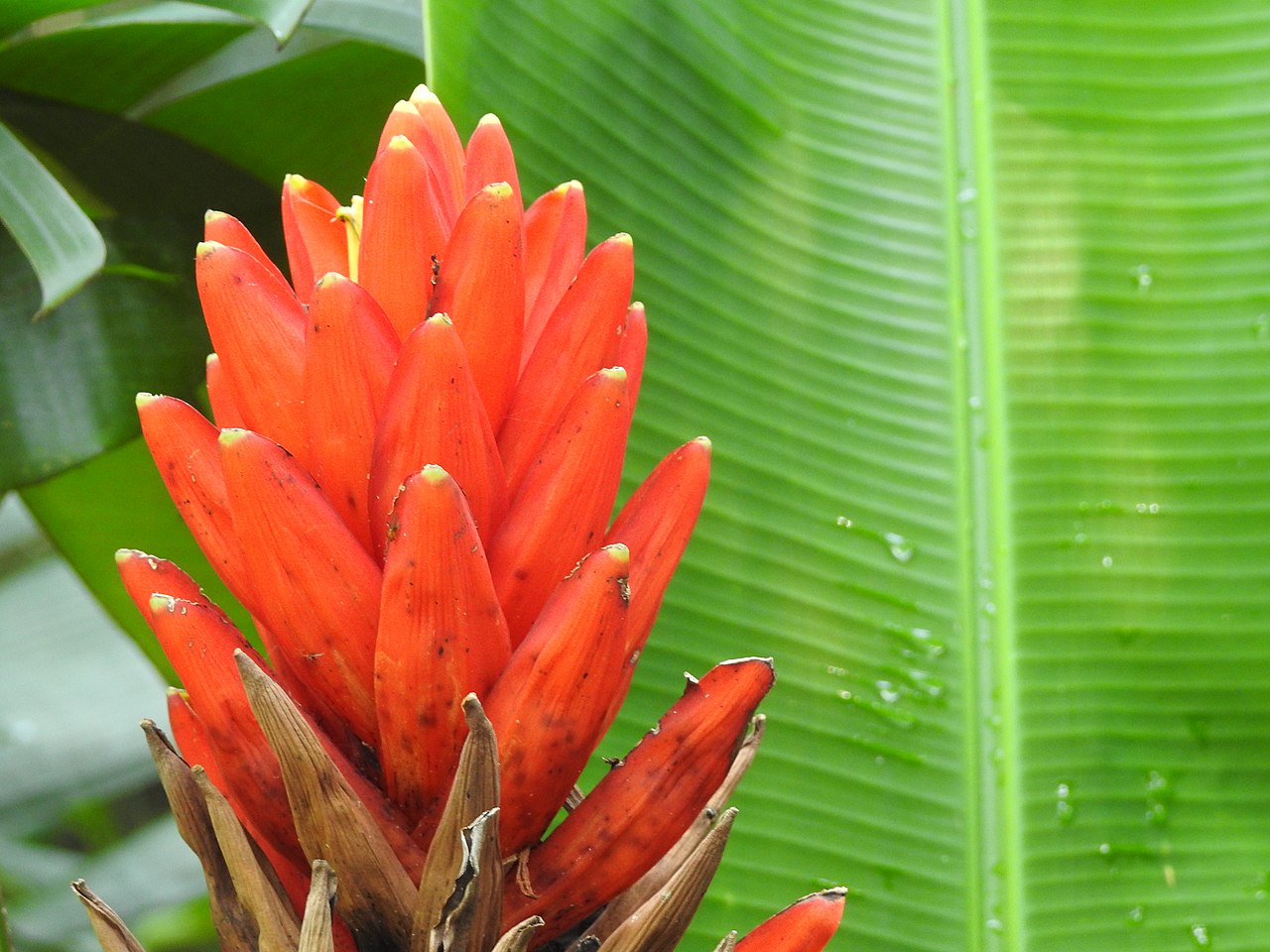 Bananeira Vermelha Guia Completo Desta Planta - Guia das Suculentas